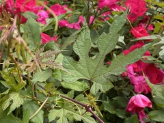 Ampelopsis glandulosa