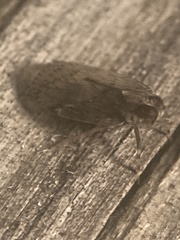 Melanoliarus placitus