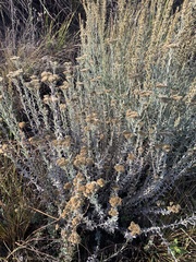 Helichrysum kraussii