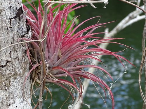 Image of Tillandsia brachycaulos by (c) Alexis López Hernández, some rights reserved (CC BY)