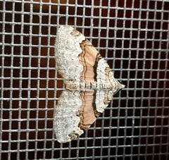 Xanthorhoe labradorensis