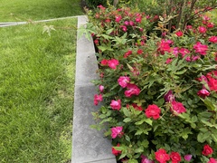 Ampelopsis glandulosa