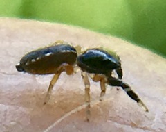 Metacyrba taeniola similis