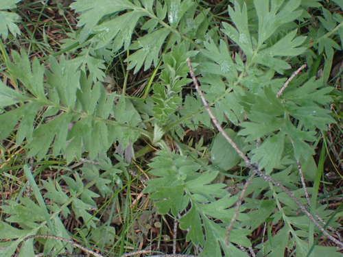 Old Man's Whiskers foliage