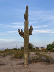 Carnegiea gigantea