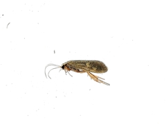 Neureclipsis bimaculata