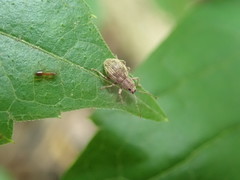 Calomycterus setarius