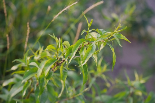 Periploca sepium, photograph 6