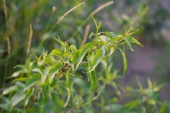 Periploca sepium