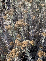 Helichrysum kraussii