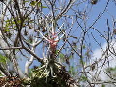 Tillandsia streptophylla