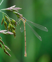 Lestes inaequalis