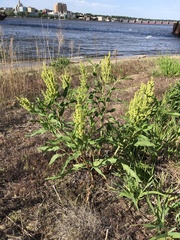 Rumex altissimus