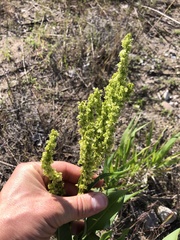 Rumex altissimus
