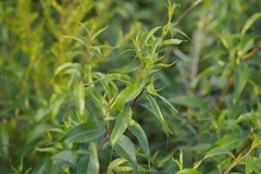 Periploca sepium