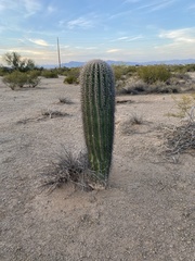 Carnegiea gigantea