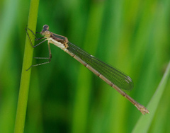 Lestes inaequalis
