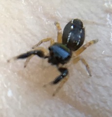 Metacyrba taeniola similis