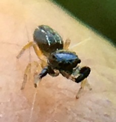 Metacyrba taeniola similis