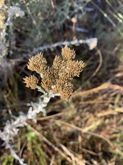 Helichrysum kraussii