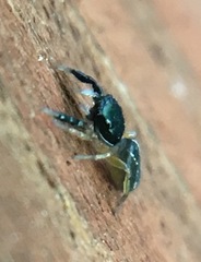 Metacyrba taeniola similis