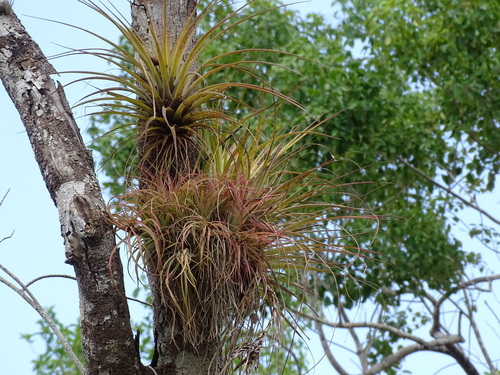 Image of Tillandsia brachycaulos by (c) Alexis López Hernández, some rights reserved (CC BY)