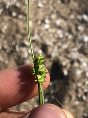 Carex cephalophora