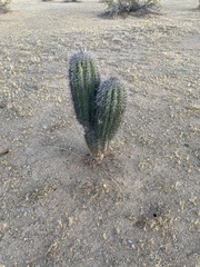 Carnegiea gigantea