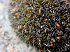 Coscinodon calyptratus