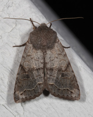 Orthosia revicta