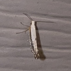 Argyresthia subreticulata
