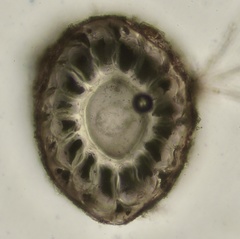 Vertebrata fucoides