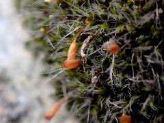 Coscinodon calyptratus