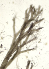 Vertebrata fucoides