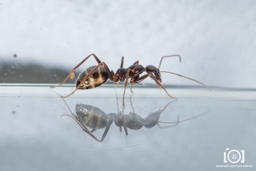 Skull-collecting Ant photo 3