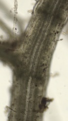 Vertebrata fucoides