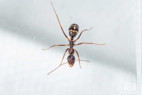 Skull-collecting Ant photo 2