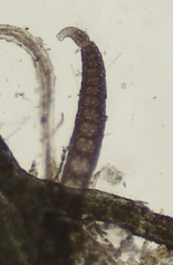 Vertebrata fucoides