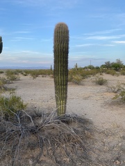 Carnegiea gigantea