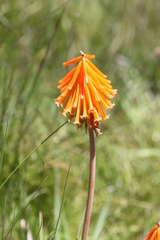 Kniphofia triangularis
