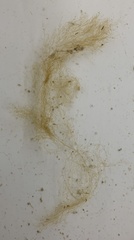 Ectocarpus siliculosus