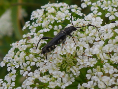 Stenopterus ater