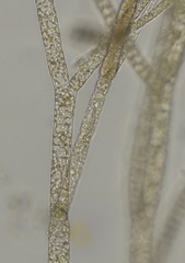 Ectocarpus siliculosus