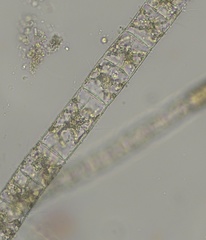 Ectocarpus siliculosus