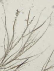 Ectocarpus siliculosus