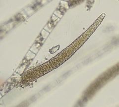 Ectocarpus siliculosus