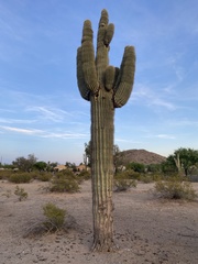 Carnegiea gigantea