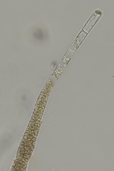 Ectocarpus siliculosus