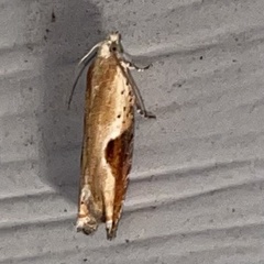 Pseudexentera costomaculana