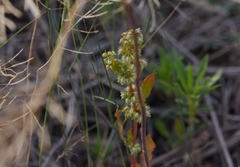 Rumex dentatus